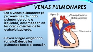 VENAS PULMONARES
• Las 4 venas pulmonares (2
provenientes de cada
pulmón, derecho e
izquierdo) desembocan en
las caras laterales de la
aurícula izquierda.
• Llevan sangre oxigenada
(arterial) desde los
pulmones hacia el corazón.
 