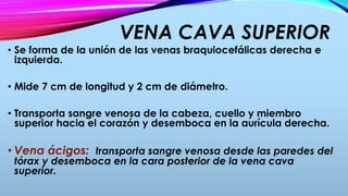 VENA CAVA SUPERIOR
• Se forma de la unión de las venas braquiocefálicas derecha e
izquierda.
• Mide 7 cm de longitud y 2 cm de diámetro.
• Transporta sangre venosa de la cabeza, cuello y miembro
superior hacia el corazón y desemboca en la aurícula derecha.
• Vena ácigos: transporta sangre venosa desde las paredes del
tórax y desemboca en la cara posterior de la vena cava
superior.
 