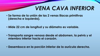 VENA CAVA INFERIOR
• Se forma de la unión de las 2 venas iliacas primitivas
(derecha e izquierda).
• Mide 22 cm de longitud y su diámetro es variable.
• Transporta sangre venosa desde el abdomen, la pelvis y el
miembro inferior hacia el corazón.
• Desemboca en la porción inferior de la aurícula derecha.
 