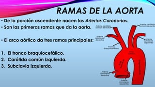 RAMAS DE LA AORTA
• De la porción ascendente nacen las Arterias Coronarias.
• Son las primeras ramas que da la aorta.
• El arco aórtico da tres ramas principales:
1. El tronco braquiocefálico.
2. Carótida común izquierda.
3. Subclavia izquierda.
 