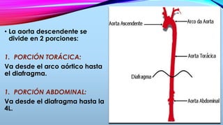 • La aorta descendente se
divide en 2 porciones:
1. PORCIÓN TORÁCICA:
Va desde el arco aórtico hasta
el diafragma.
1. PORCIÓN ABDOMINAL:
Va desde el diafragma hasta la
4L.
 