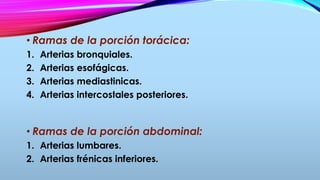 • Ramas de la porción torácica:
1. Arterias bronquiales.
2. Arterias esofágicas.
3. Arterias mediastinicas.
4. Arterias intercostales posteriores.
• Ramas de la porción abdominal:
1. Arterias lumbares.
2. Arterias frénicas inferiores.
 