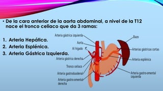 • De la cara anterior de la aorta abdominal, a nivel de la T12
nace el tronco celiaco que da 3 ramas:
1. Arteria Hepática.
2. Arteria Esplénica.
3. Arteria Gástrica Izquierda.
 