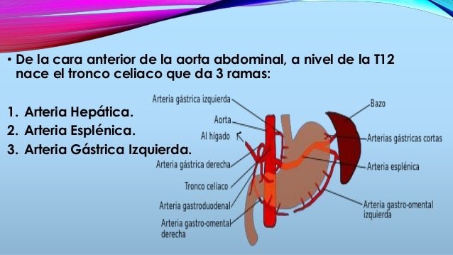 Tronco Celiaco Y Sus Ramas
