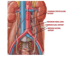 Grandes vasos do abdómen e seus ramos e tributárias