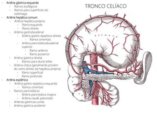 TRONCO CELÍACO
- Artéria gástrica esquerda
- Ramos esofágicos
- Ramos para superfícies do
estômago
- Artéria hepática comum
- Artéria hepática própria
- Ramo esquerdo
- Ramo direito
- Artéria gastroduodenal
- Artéria gastro-epiploica direita
- Ramos omentais
- Artéria pancreaticoduodenal
superior
- Ramo anterior
- Ramo posterior
- Artéria gástrica direita
- Ramos para ducto biliar
- Artéria cística (geralmente provém
do ramo direito da hepática própria)
- Ramo superficial
- Ramo profundo
- Artéria esplénica
- Artéria gastro-epiploica esquerda
- Ramos omentais
- Ramos pancreáticos
- Artéria pancreática magna
- Artéria caudis pancreatis
- Artérias gástricas curtas
- Artéria gástrica posterior
 