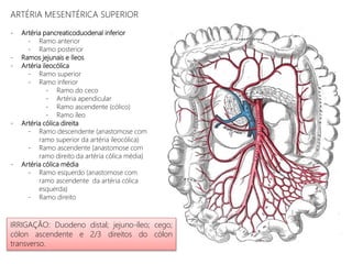 ARTÉRIA MESENTÉRICA SUPERIOR
- Artéria pancreaticoduodenal inferior
- Ramo anterior
- Ramo posterior
- Ramos jejunais e íleos
- Artéria ileocólica
- Ramo superior
- Ramo inferior
- Ramo do ceco
- Artéria apendicular
- Ramo ascendente (cólico)
- Ramo íleo
- Artéria cólica direita
- Ramo descendente (anastomose com
ramo superior da artéria ileocólica)
- Ramo ascendente (anastomose com
ramo direito da artéria cólica média)
- Artéria cólica média
- Ramo esquerdo (anastomose com
ramo ascendente da artéria cólica
esquerda)
- Ramo direito
IRRIGAÇÃO: Duodeno distal; jejuno-íleo; cego;
cólon ascendente e 2/3 direitos do cólon
transverso.
 
