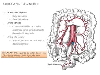 ARTÉRIA MESENTÉRICA INFERIOR
- Artéria cólica esquerda
- Ramo ascendente
- Ramo descendente
- Artéria sigmoide
- O ramo mais superior desta artéria
anastomosa com o ramo descendente
da artéria cólica esquerda
- Artéria retal superior
- Anastomose com o ramo mais inferior
da artéria sigmoide
IRRIGAÇÃO: 1/3 esquerdo do cólon transverso;
cólon descendente; cólon sigmoide; reto
 