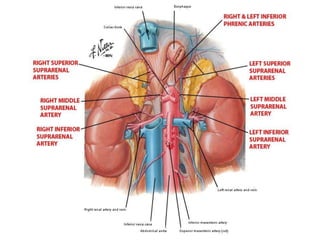 Grandes vasos do abdómen e seus ramos e tributárias
