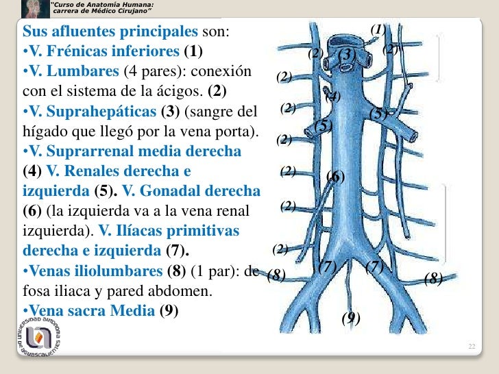 Grandes vasosnervios