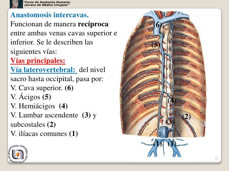 cadenas iliacas comunes grandes vasosnervios cadenas iliacas comunes grandes vasosnervios