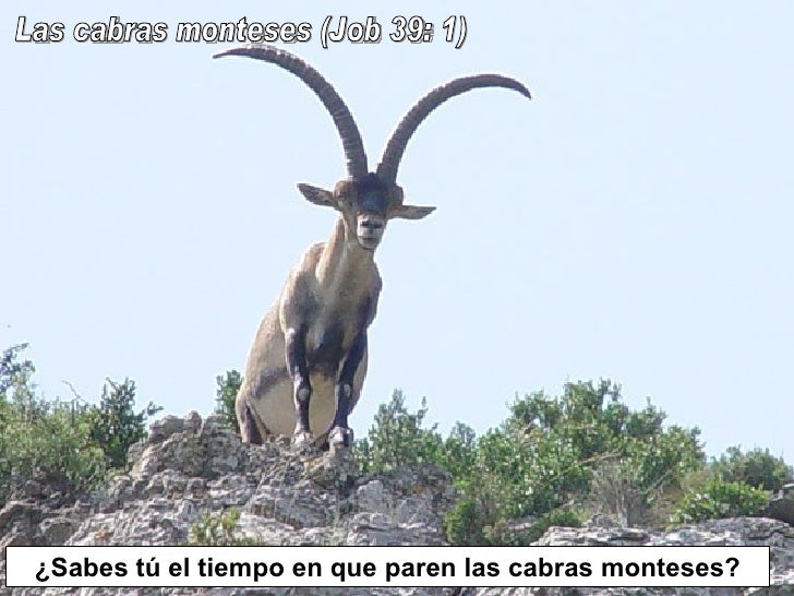 el tiempo en las cabras