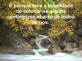É porque teve a humildade de colocar-se alguns centímetros abaixo de todos os rios.   