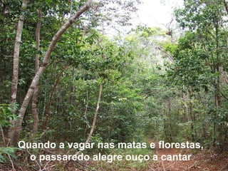Quando a vagar nas matas e florestas,  o passaredo alegre ouço a cantar  