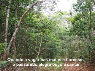 Quando a vagar nas matas e florestas,  o passaredo alegre ouço a cantar  