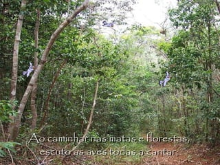 Ao caminhar nas matas e florestas,  escuto as aves todas a cantar;  