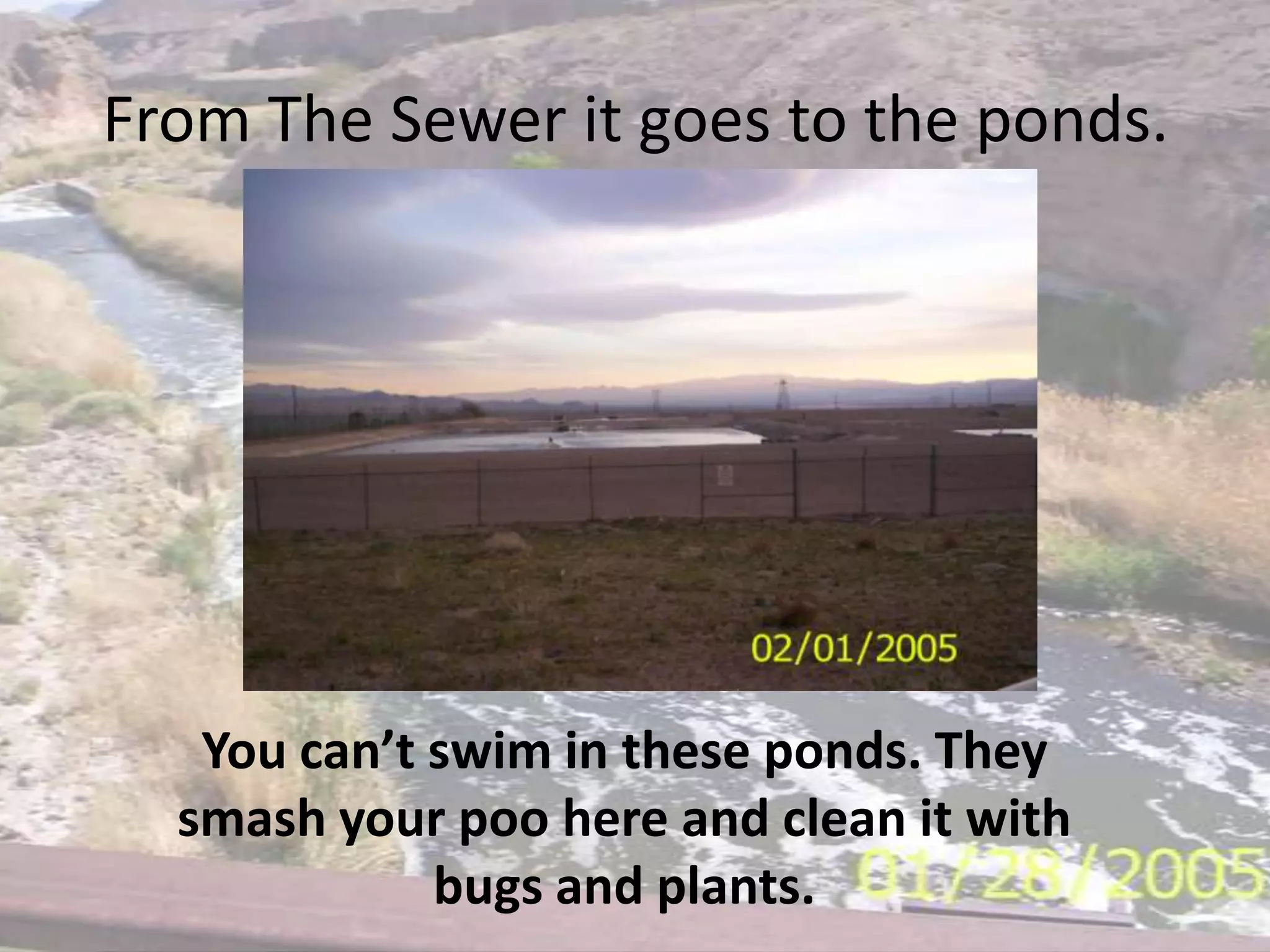 From The Sewer it goes to the ponds.You can’t swim in these ponds. They smash your poo here and clean it with bugs and plants.