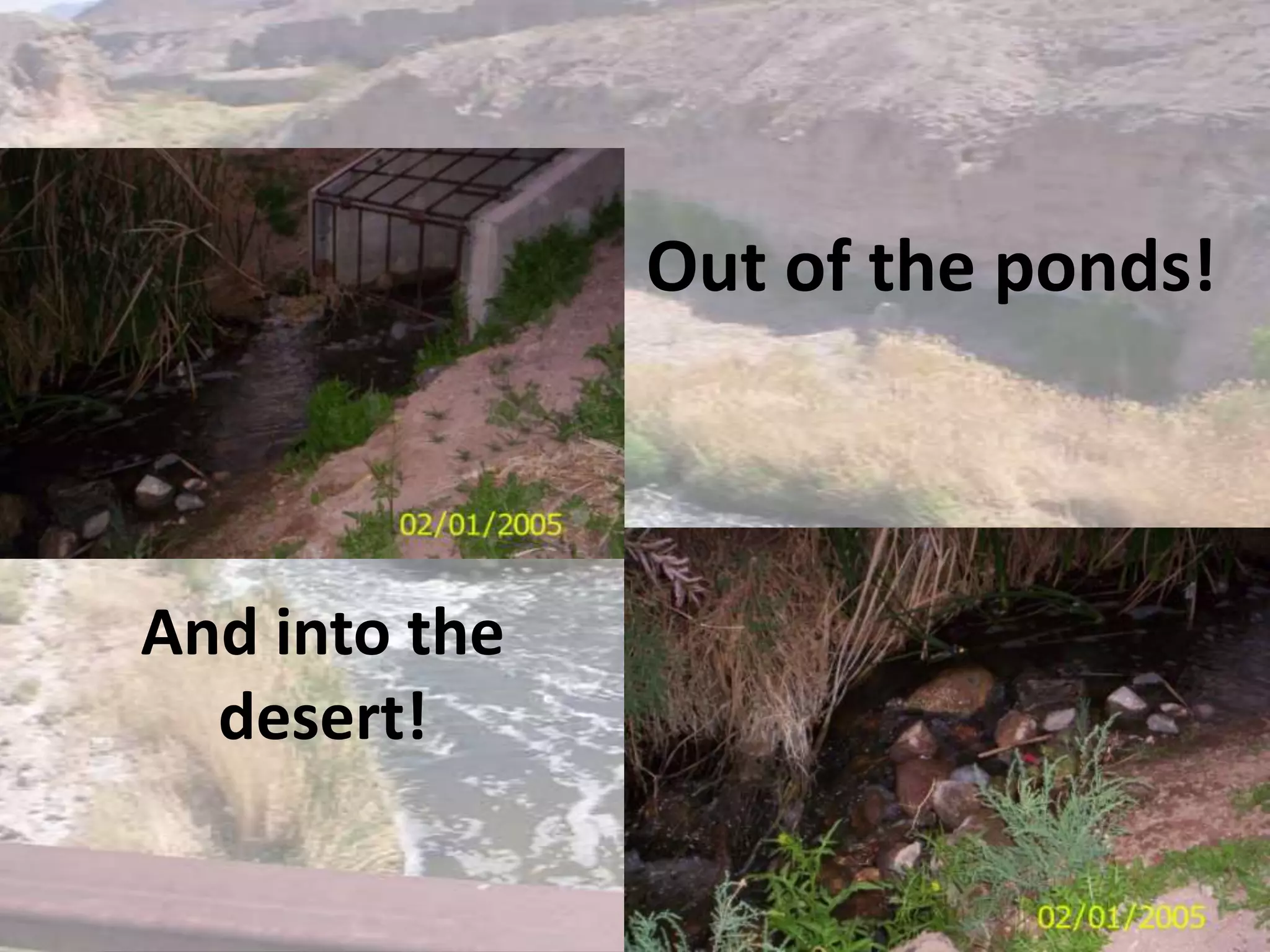 Out of the ponds!And into the desert!