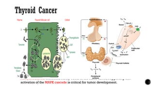 Thyroid Cancer
Pathogenesis And Genetic Basis
 Radiation
 TSH and Growth Factors: Many differentiated thyroid cancers
express TSH receptors and, therefore, remain responsive to TSH.
 Higher serum TSH levels, even within normal range, are associated with
increased thyroid cancer risk in patients with thyroid nodules.
 These observations provide the rationale for T4 suppression of TSH in
patients with thyroid cancer.
 Residual expression of TSH receptors also allows treatment with TSH-stimulated
uptake of 131I therapy.
 Oncogenes and Tumor-Suppressor Genes
 RET, BRAF; RAS mutations rarely occur in the same tumor, suggesting that
activation of the MAPK cascade is critical for tumor development.
 