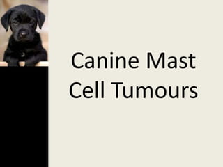 Canine Mast
Cell Tumours
 