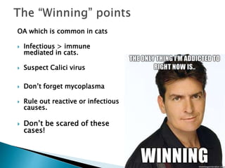 OA which is common in cats
 Infectious > immune
mediated in cats.
 Suspect Calici virus
 Don’t forget mycoplasma
 Rule out reactive or infectious
causes.
 Don’t be scared of these
cases!
 