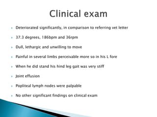  Deteriorated significantly, in comparison to referring vet letter
 37.3 degrees, 186bpm and 36rpm
 Dull, lethargic and unwilling to move
 Painful in several limbs perceivable more so in his L fore
 When he did stand his hind leg gait was very stiff
 Joint effusion
 Popliteal lymph nodes were palpable
 No other significant findings on clinical exam
 