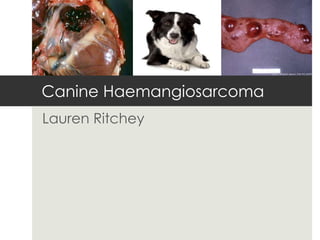 Canine Haemangiosarcoma
Lauren Ritchey
 
