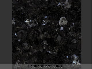 LABRADOR OSCUROLABRADOR OSCURO
 