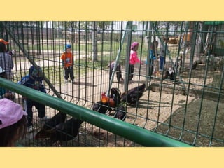 VISITA GRANJA1_INFANTIL_PEREDA_LEGANÉS