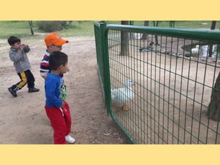 VISITA GRANJA1_INFANTIL_PEREDA_LEGANÉS