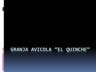 GRANJA AVICOLA “EL QUINCHE”,[object Object]
