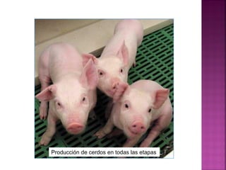 Producción de cerdos en todas las etapas
 