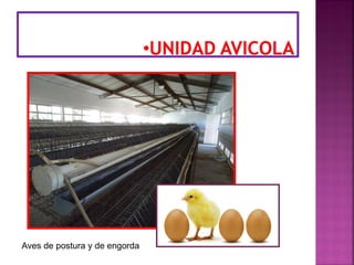 Aves de postura y de engorda
 