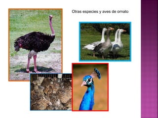Otras especies y aves de ornato
 