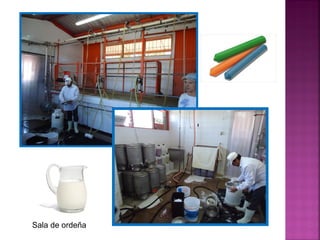 Sala de ordeña
 
