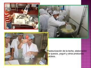 Pasteurización de la leche, elaboración
De quesos, yogurt y otros productos
Lácteos.
 