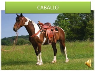 CABALLO
 