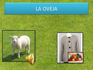 LA OVEJA
 