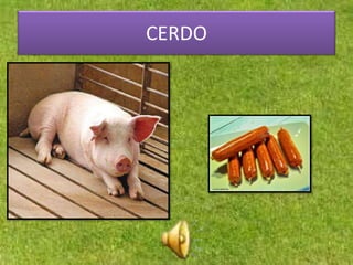 CERDO
 