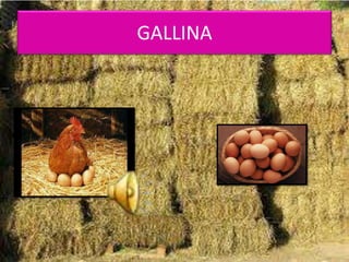 GALLINA
 