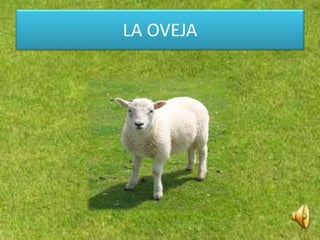 LA OVEJA
 