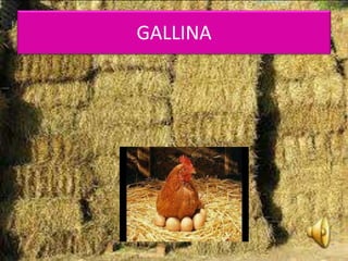 GALLINA
 