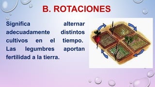 B. ROTACIONES
Significa alternar
adecuadamente distintos
cultivos en el tiempo.
Las legumbres aportan
fertilidad a la tierra.
 