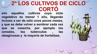 2° LOS CULTIVOS DE CICLO
CORTÓ
son aquellos cultivos cuyo ciclo
vegetativo es menor 1 año, llegando
incluso a ser de sólo unos pocos meses,
y que se debe volver a sembrar cada vez
que se cosecha. por ejemplo los
cereales, los tubérculos , las
oleaginosas y la mayoría de hortalizas.
 