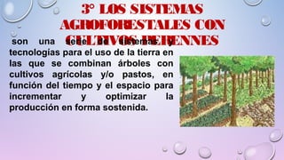 3° LOS SISTEMAS
AGROFORESTALES CON
CULTIVOS PERENNESson una serie de sistemas y
tecnologías para el uso de la tierra en
las que se combinan árboles con
cultivos agrícolas y/o pastos, en
función del tiempo y el espacio para
incrementar y optimizar la
producción en forma sostenida.
 