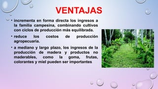 VENTAJAS
• incrementa en forma directa los ingresos a
la familia campesina, combinando cultivos
con ciclos de producción más equilibrada.
• reduce los costos de producción
agropecuaria.
• a mediano y largo plazo, los ingresos de la
producción de madera y productos no
maderables, como la goma, frutas,
colorantes y miel pueden ser importantes.
 