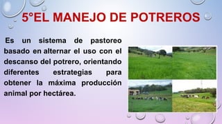 5°EL MANEJO DE POTREROS
 Es un sistema de pastoreo
basado en alternar el uso con el
descanso del potrero, orientando
diferentes estrategias para
obtener la máxima producción
animal por hectárea.
 
