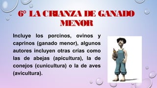 6° LA CRIANZA DE GANADO
MENOR
Incluye los porcinos, ovinos y
caprinos (ganado menor), algunos
autores incluyen otras crías como
las de abejas (apicultura), la de
conejos (cunicultura) o la de aves
(avicultura).
 