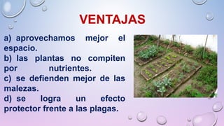 VENTAJAS
a) aprovechamos mejor el
espacio.
b) las plantas no compiten
por nutrientes.
c) se defienden mejor de las
malezas.
d) se logra un efecto
protector frente a las plagas.
 