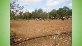 Granja malacosta